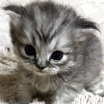 サイベリアン【鹿児島県・男の子・2025年10月27日・ブラウンタビー（長毛）】の写真「まんまるお目め👀」