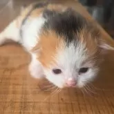 ノルウェージャンフォレストキャット