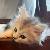 ノルウェージャンフォレストキャット
