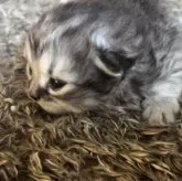 サイベリアン【鹿児島県・男の子・2025年10月27日・ブラウンタビー】の写真2「おっとりさんかな？？」