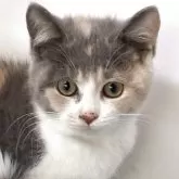 ブリティッシュ MIX【岐阜県・女の子・2025年7月8日・タイリュートキャリコ】の写真13