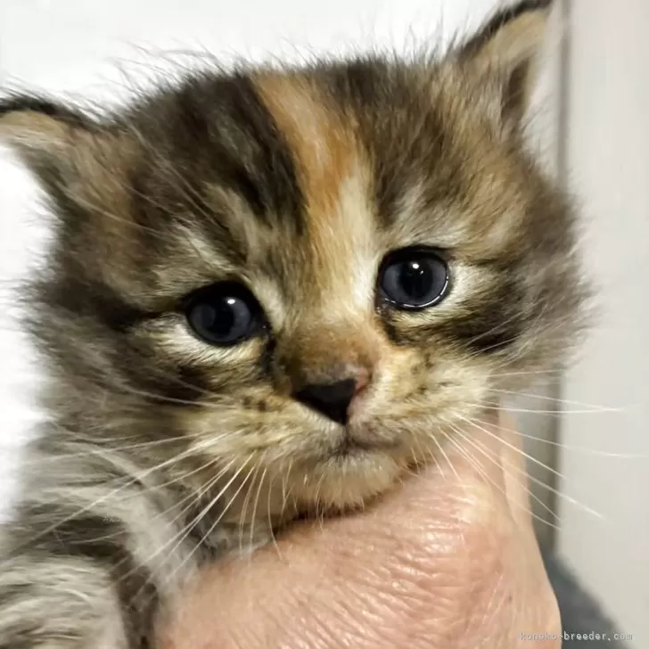 サイベリアン【岐阜県・女の子・2025年11月2日・ブラウンタビ-&amp;ホワイト】の写真1