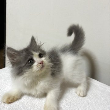 サイベリアン【岐阜県・男の子・2025年8月8日・シルバータビ-ホワイト】の写真「元気な子」