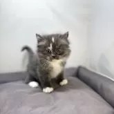 サイベリアン