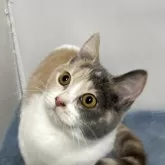 ブリティッシュ MIX