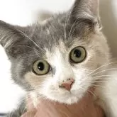 ブリティッシュ MIX【岐阜県・女の子・2025年7月8日・タイリュートキャリコ】の写真1