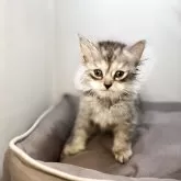 サイベリアン