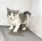 ブリティッシュ MIX【岐阜県・女の子・2025年7月8日・タイリュートキャリコ】の写真2