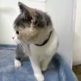 ブリティッシュ MIX【岐阜県・女の子・2025年7月8日・タイリュートキャリコ】の写真4