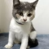 ブリティッシュ MIX【岐阜県・女の子・2025年7月8日・タイリュートキャリコ】の写真5