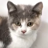 ブリティッシュ MIX【岐阜県・女の子・2025年7月8日・タイリュートキャリコ】の写真6