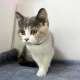 ブリティッシュ MIX【岐阜県・女の子・2025年7月8日・タイリュートキャリコ】の写真7