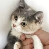 ブリティッシュ MIX【岐阜県・女の子・2025年7月8日・タイリュートキャリコ】の写真8