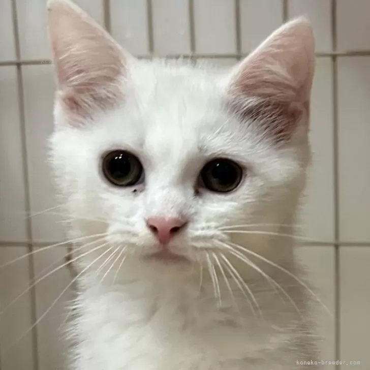 ID：2311-00103の子猫