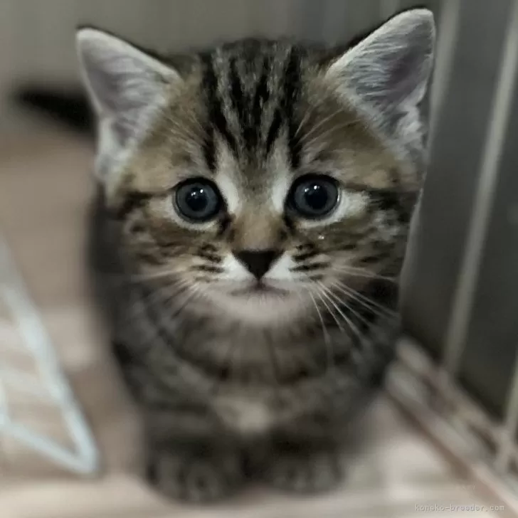 ID:2405-02222の子猫
