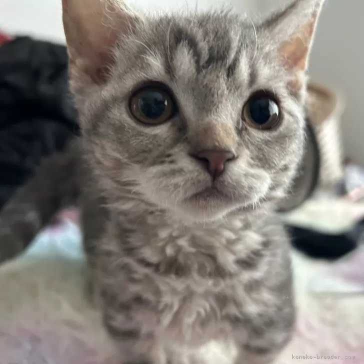 ID:2410-01635の子猫
