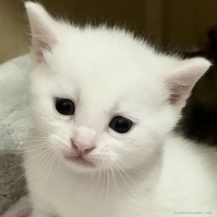 ID:2306-02149の子猫