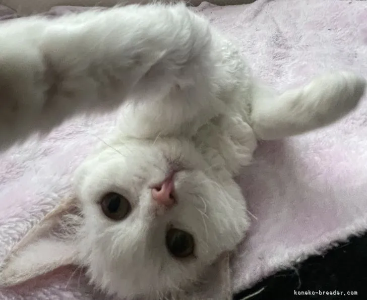 ID:2209-01297の子猫