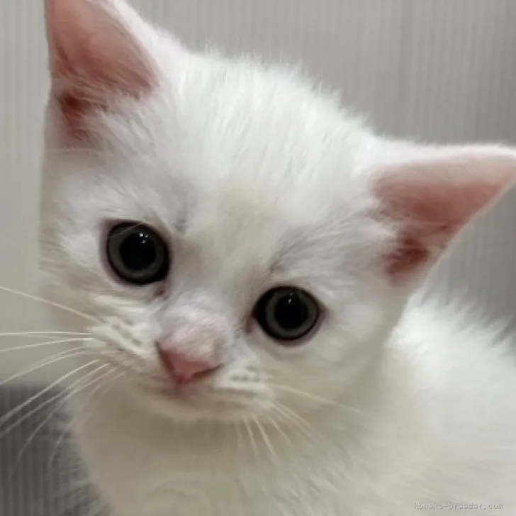 ID:2305-01001の子猫