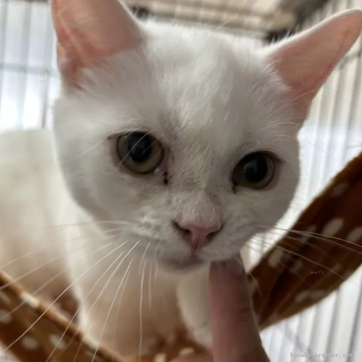 ID：2308-01965の子猫