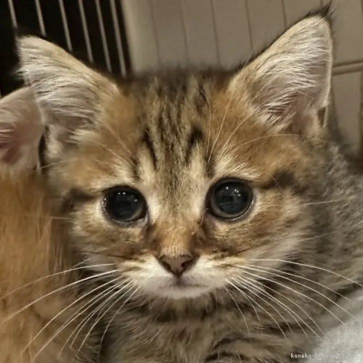 ID:2305-00992の子猫