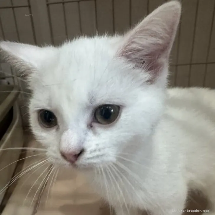 ID:2308-01963の子猫