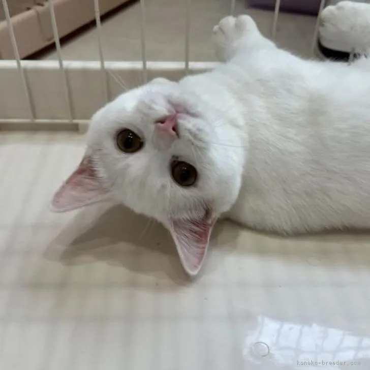 ID：2209-01304の子猫