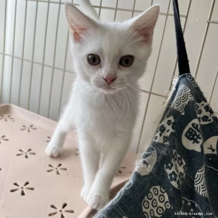 ID:2408-02671の子猫