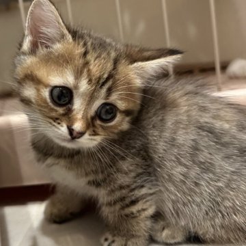 マンチカン(短足)【宮崎県・女の子・2023年4月9日・ブラウン系】の写真「短足ちゃん❤︎」