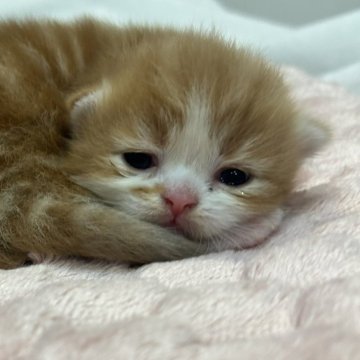 マンチカン【宮崎県・男の子・2024年8月14日・レッドタビー&ホワイト】の写真「可愛い男の子です♡」