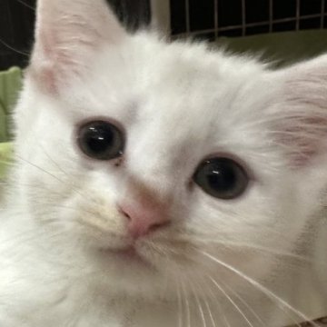 マンチカン(長足)【宮崎県・女の子・2023年10月12日・ホワイト（短毛）】の写真「白猫ちゃん♡」