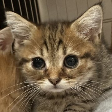 マンチカン(短足)【宮崎県・男の子・2023年4月9日・黒茶トラ（短毛）】の写真「短足くん❣️」