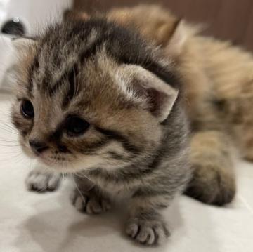 マンチカン(短足)【宮崎県・男の子・2022年10月8日・黒茶縞】の写真「短足の男の子♡」