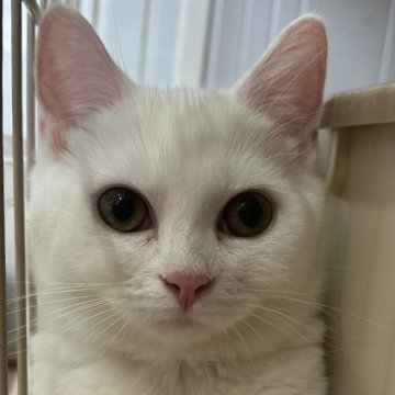 マンチカン(短足)【宮崎県・女の子・2023年4月9日・白（短毛）】の写真「短足の白猫ちゃん💕」
