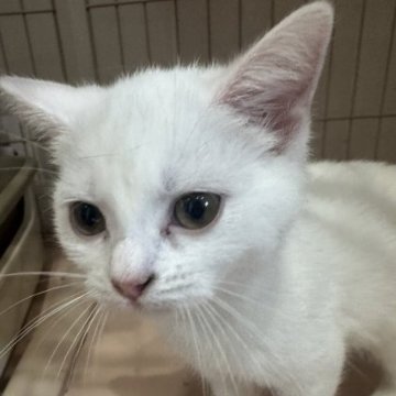 マンチカン(長足)【宮崎県・女の子・2023年7月18日・白（短毛）】の写真「まっ白な女の子♡」