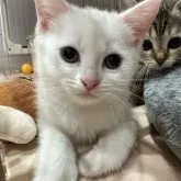 マンチカン(長足)【宮崎県・女の子・2023年4月9日・白】の写真1「6/1撮影」