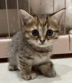 マンチカン(短足)【宮崎県・女の子・2023年4月9日・ブラウン系】の写真2「5/21撮影」