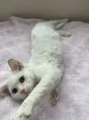 マンチカン(長足)【宮崎県・女の子・2022年5月17日・白】の写真3