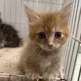 マンチカン(短足)【宮崎県・男の子・2025年9月4日・レッドタビー】の写真2