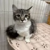 ミックス短足(マンチカン‪✕‬ミックス)【宮崎県・男の子・2025年6月23日・ブラウンタビー&ホワイト】の写真2