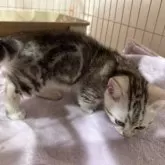 マンチカン(短足)【宮崎県・女の子・2025年11月6日・シルバーパッチドタビー】の写真9