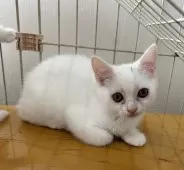 マンチカン(長足)【宮崎県・女の子・2025年1月19日・ホワイト】の写真9