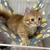 マンチカン(短足)【宮崎県・男の子・2025年9月4日・レッドタビー】の写真5