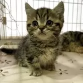 ラムキン【宮崎県・男の子・2025年7月11日・ブラウンタビー】の写真9