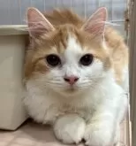 マンチカン(長足)【宮崎県・男の子・2025年5月26日・レッドタビー&ホワイト】の写真9