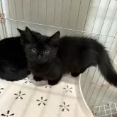 ミックス短足(マンチカン‪✕‬ミックス)【宮崎県・男の子・2025年6月23日・ブラックスモーク】の写真3