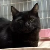 ミックス短足(マンチカン‪✕‬ミックス)【宮崎県・男の子・2025年6月23日・ブラックスモーク】の写真12