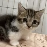 マンチカン(短足)【宮崎県・男の子・2025年9月4日・ブラウンタビー&ホワイト】の写真6