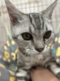 ラムキン【宮崎県・男の子・2025年3月3日・シルバータビー】の写真2
