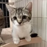 マンチカン(短足)【宮崎県・男の子・2025年9月4日・ブラウンタビー&ホワイト】の写真13